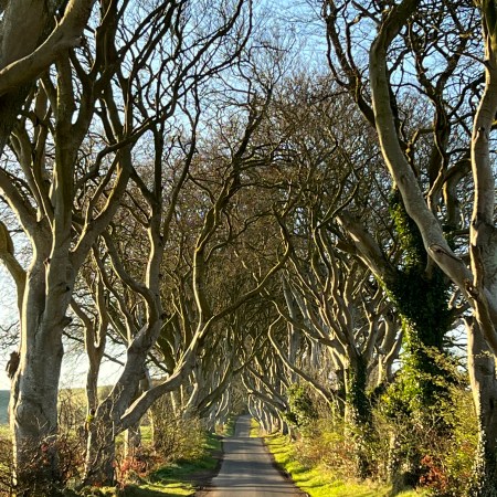 The Dark Hedges of Northern Ireland, also known as The King's Road from HBO's "Game of Thrones."